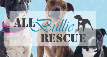 All Bullie Rescue