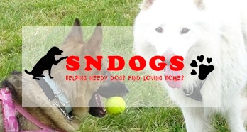 SNDogs